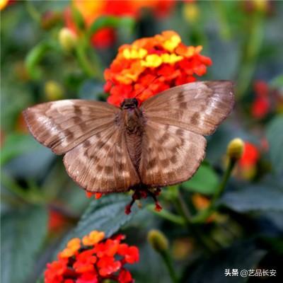 凛猎之夜手游