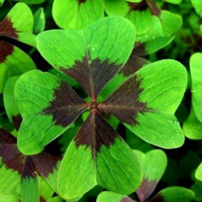战红颜手游内购破解版下载